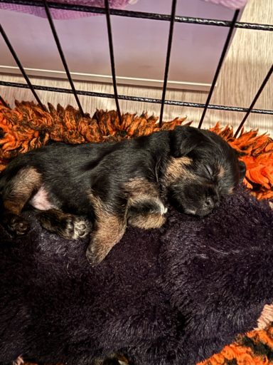 En av Nalas valpar som svimmat av trötthet