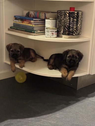 En plats i köket som dessa två grizzle valpar från Nalas kull gillar skarpt