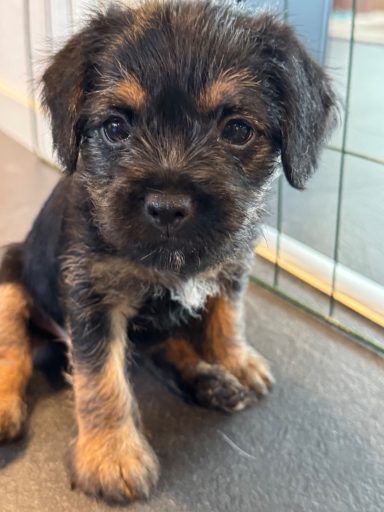 Lilla Lexie Arracs Pompon